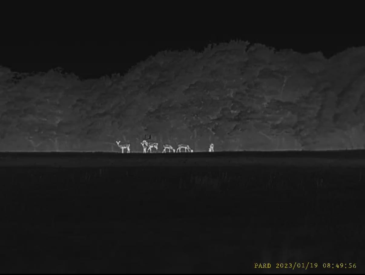 Pard Harrier 640 LRF demo – tap to watch