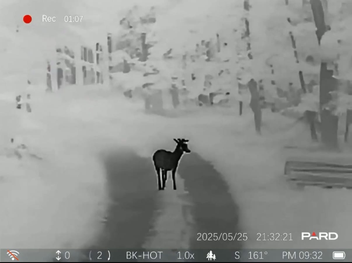 Pard Leopard 256 16mm demo – tap to watch