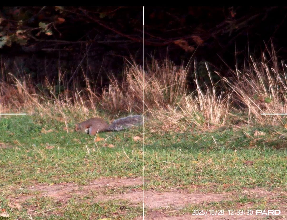Pard Mini Night Stalker demo – tap to watch