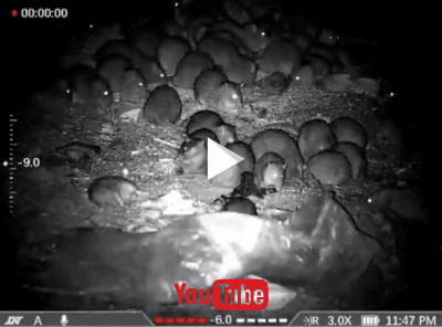 DNT ZULUS 3-12 V2 LRF