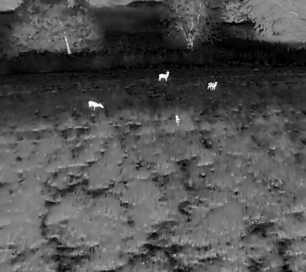 DJI M4T thermal drone demo