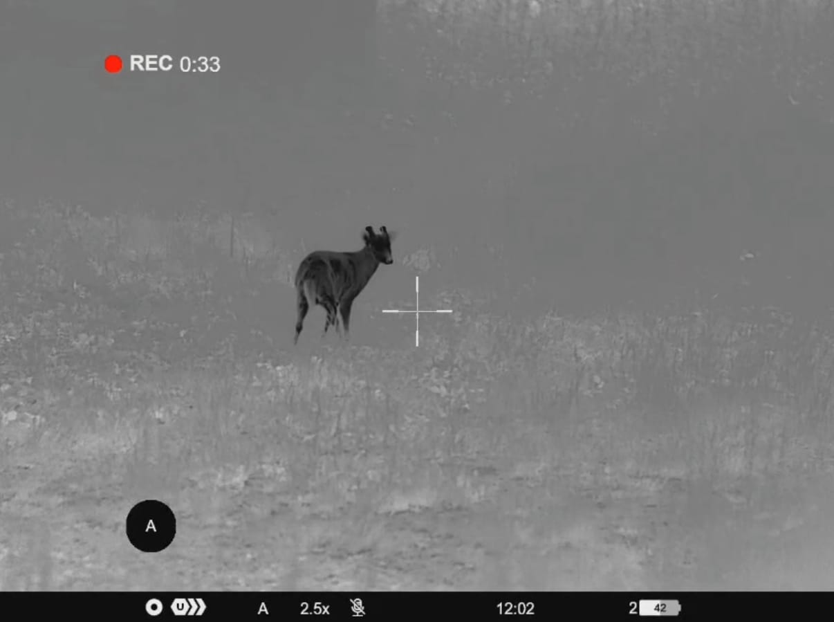 Pulsar Thermion 2 XL60 LRF thermal demo – tap to watch